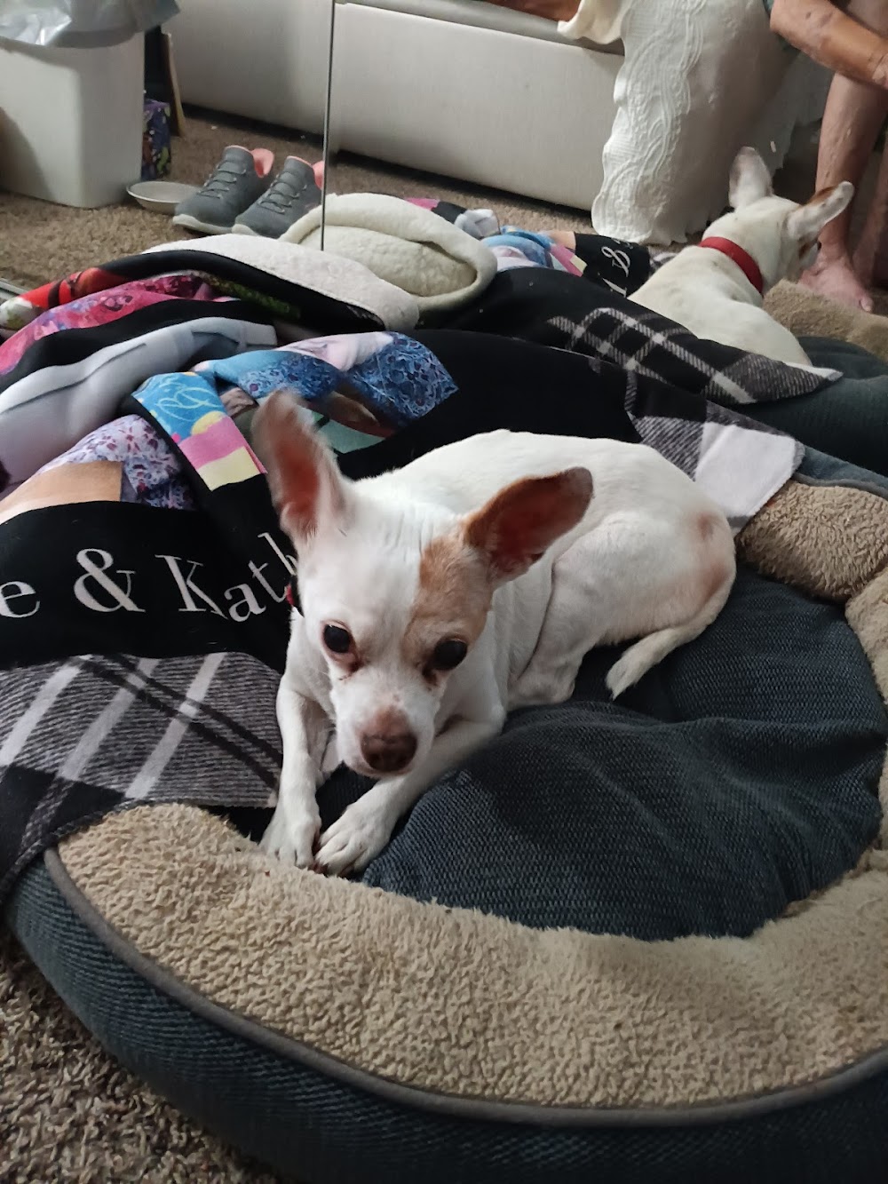 Cherry Creek Veterinary Hospital