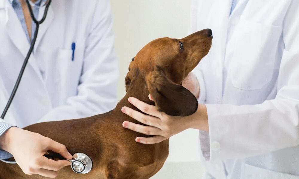 Companion Veterinary Clinic