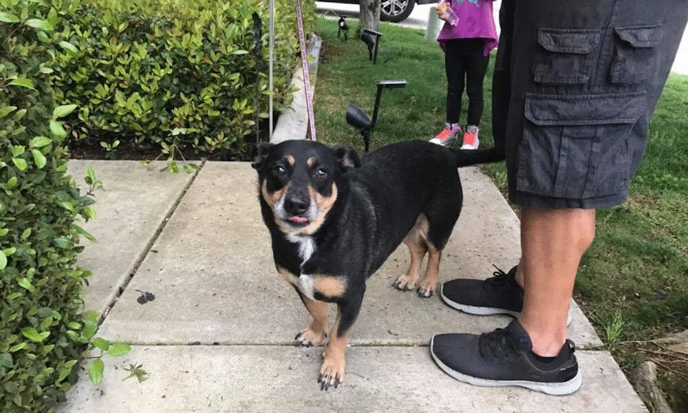 Hatton Veterinary Hospital: Gelderman Kelley DVM