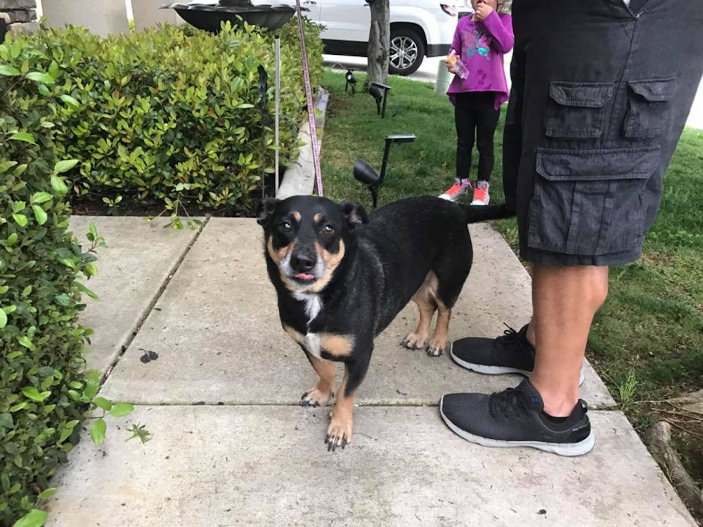 Hatton Veterinary Hospital: Gelderman Kelley DVM